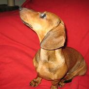 Gravhund Aline