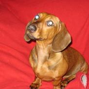 Gravhund Aline