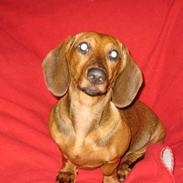 Gravhund Aline