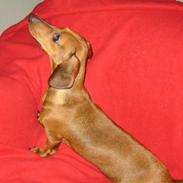 Gravhund Aline