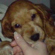 Cocker spaniel Tashia