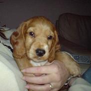 Cocker spaniel Tashia