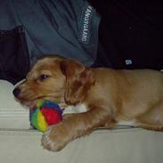 Cocker spaniel Tashia