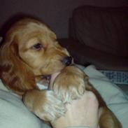 Cocker spaniel Tashia