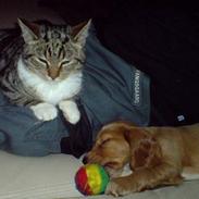 Cocker spaniel Tashia