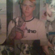 Amerikansk staffordshire terrier Shaggy