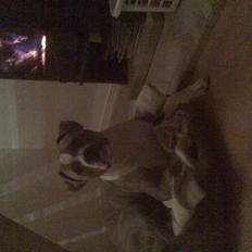 Amerikansk staffordshire terrier Shaggy