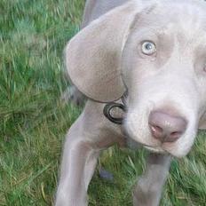 Weimaraner Hotshoot's Indi