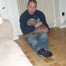 Weimaraner Hotshoot's Indi