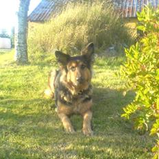 Schæferhund Buffy