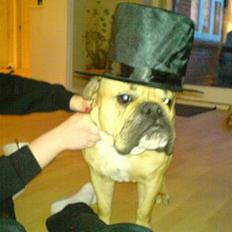 Engelsk bulldog Molly