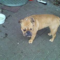 Engelsk bulldog Molly
