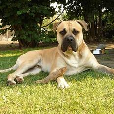 Amerikansk bulldog Hector