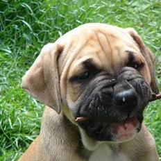 Amerikansk bulldog Hector