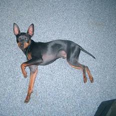 Dvaergpinscher Wiggo