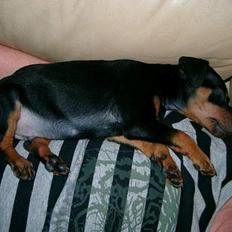 Dvaergpinscher Wiggo