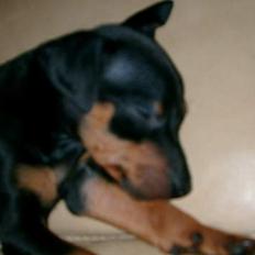 Dvaergpinscher Wiggo