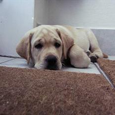 Labrador retriever simba (el conquestador)