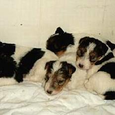 Ruhåret foxterrier Ronja.