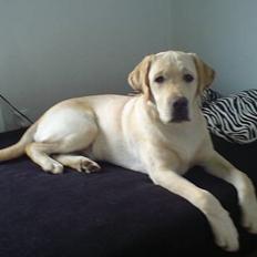 Labrador retriever simba (el conquestador)