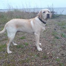 Labrador retriever simba (el conquestador)
