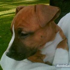 Amerikansk staffordshire terrier Sexy