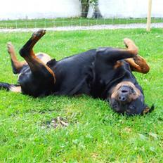 Rottweiler Marco´s Rico