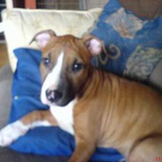 Amerikansk staffordshire terrier Sexy