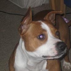 Staffordshire bull terrier Chili