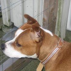 Staffordshire bull terrier Chili
