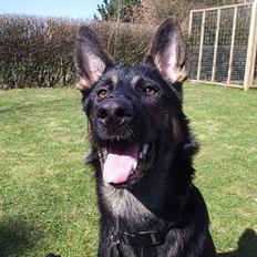 Schæferhund Dj'appes Lea R.I.P