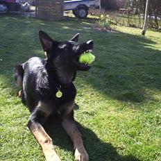 Schæferhund Dj'appes Lea R.I.P