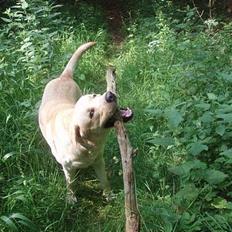 Labrador retriever Charlie
