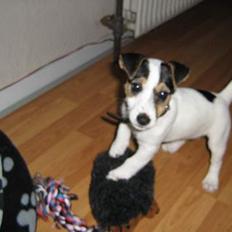 Jack russell terrier Mille