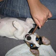 Jack russell terrier Mille