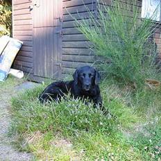 Labrador retriever Luna 1993 - 2006