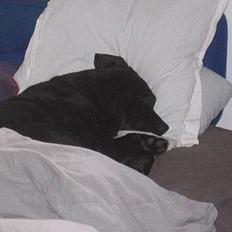 Labrador retriever Luna 1993 - 2006