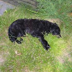 Labrador retriever Luna 1993 - 2006