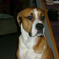 Blanding af racer Amerikansk -bulldog Zimba