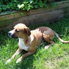 Blanding af racer Amerikansk -bulldog Zimba