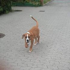 Blanding af racer Amerikansk -bulldog Zimba