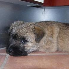 Cairn terrier Frida (r.i.p)