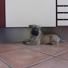 Cairn terrier Frida (r.i.p)