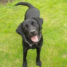 Labrador retriever (formel 1) Zenta