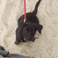 Labrador retriever (formel 1) Zenta