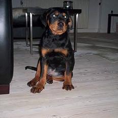 Rottweiler Kenzo *Død :-(*