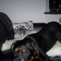 Rottweiler Kenzo *Død :-(*