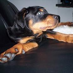 Rottweiler Kenzo *Død :-(*