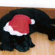 Newfoundlænder Luna (Newettas)