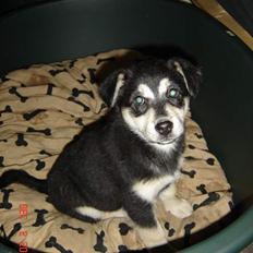 Blanding af racer Tiffany